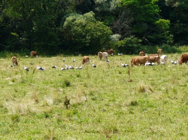 Slovenské Serengeti pri Habure. (zdroj: CHKO Východné Karpaty/Anna Macková )