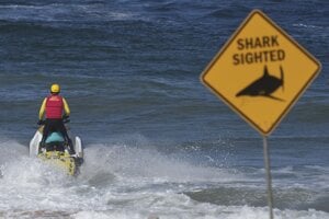 Hliadka na Dee Why Beach v Sydney.
