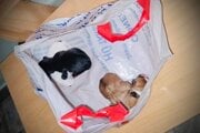 Opustené šteniatka našli v igelitovej taške.