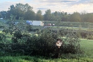 Jeden zo spadnutých stromov pri Hornáde.