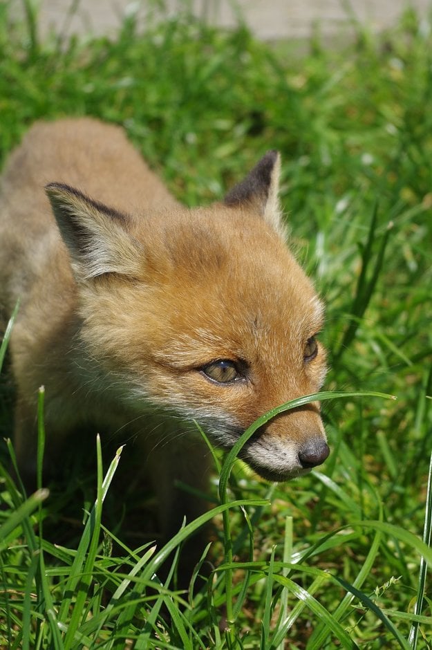 Vonku na tráve Felícia hneď ožila. Malá šelma sa v nej nezaprie. Rýchlo sa však unavila, potom sa natiahla a hneď aj zaspala. 