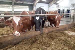 Farmári za mlieko nedostávajú ani jeho výrobnú cenu.