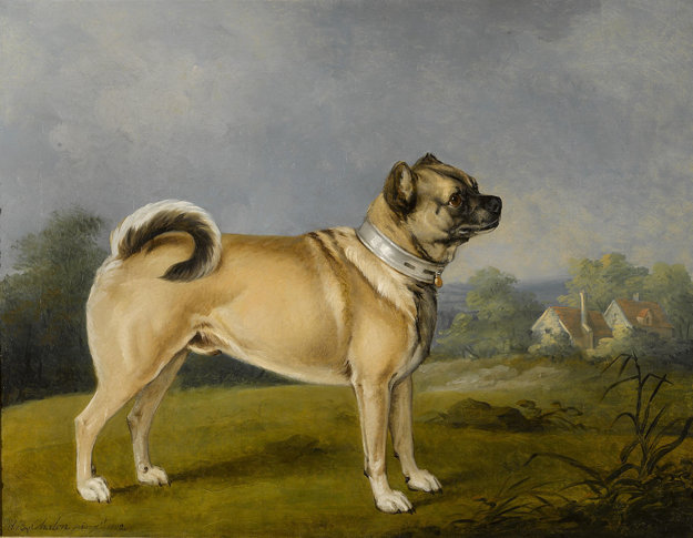 Mops kedysi vyzeral úplne inak. Maľba z roku 1802.