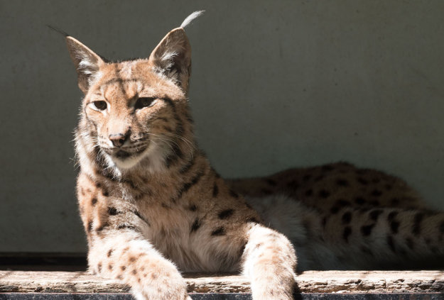 Zoo Hodonín