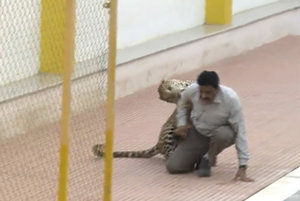 Leopard napadol ľudí v indickej škole. 