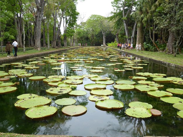 Botanická záhrada Pamplemousses, Maurícius.