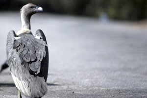 Užívanie liekov má ohromný vplyv na ekosystém. V Indii supom zlyhávajú obličky kvôli krémom a gélom s diklofenakom.