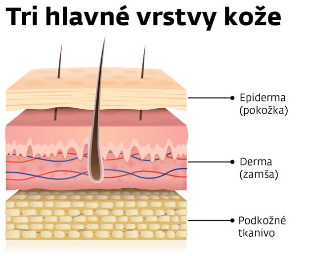Zjednodušený prierez ľudskou kožou.