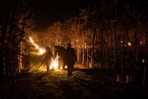 Prafínové sviece, ktoré sa používajú na ochranu pred mrazom v ovocnom sade pri obci Branovo v okrese Nové Zámky.