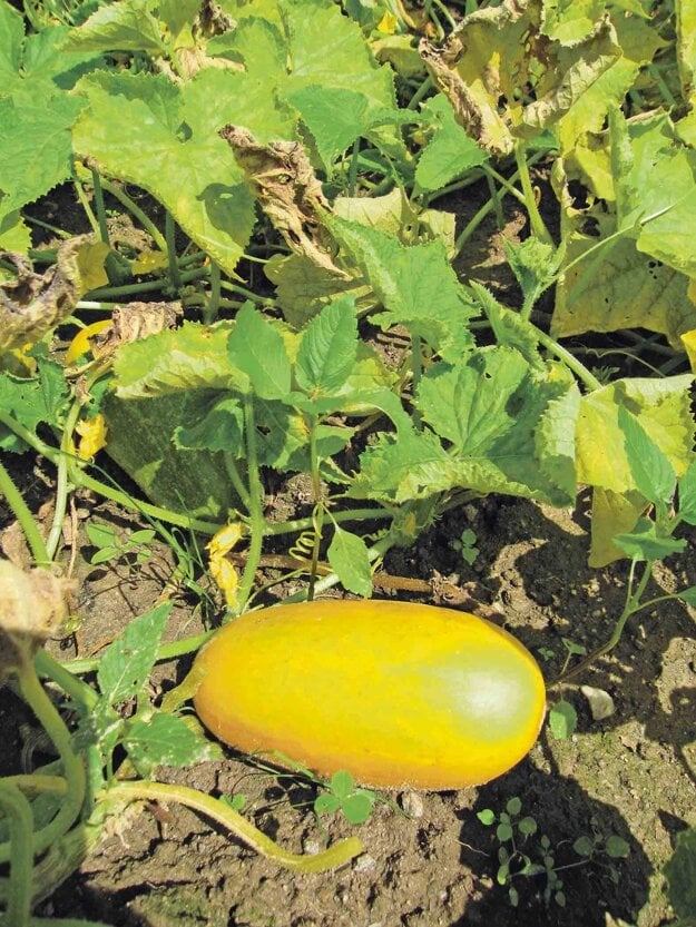 Znojemské. Plod uhoriek obľúbenej odrody je na záhone v semennej zrelosti vyvinutý do plnej veľkosti a žltej farby. (zdroj: archív autora a Gengelu)