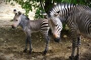 Nové mláďa zebry v Národnej zoo Bojnice.