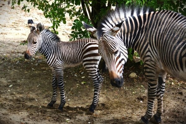 Nové mláďa zebry v Národnej zoo Bojnice.