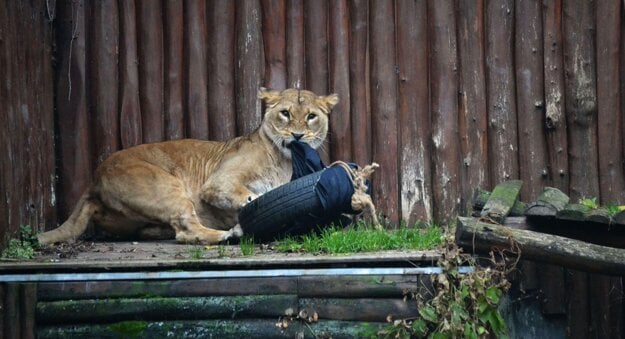 Lioness designing jeans.