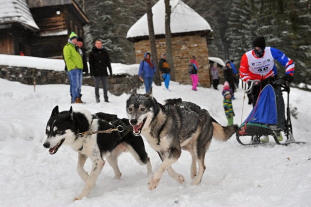 A mushing race in Zuberec