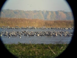 Devínske jazero and Východoslovenská nížina are some of the most popular spots for birdwatching.