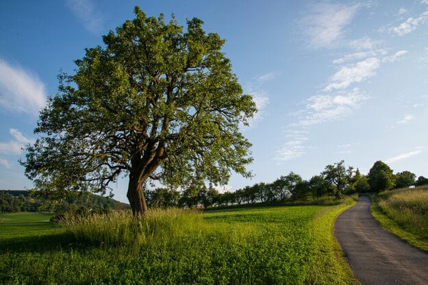 The pink pear tree was named Slovakia's Tree of the Year in 2015.