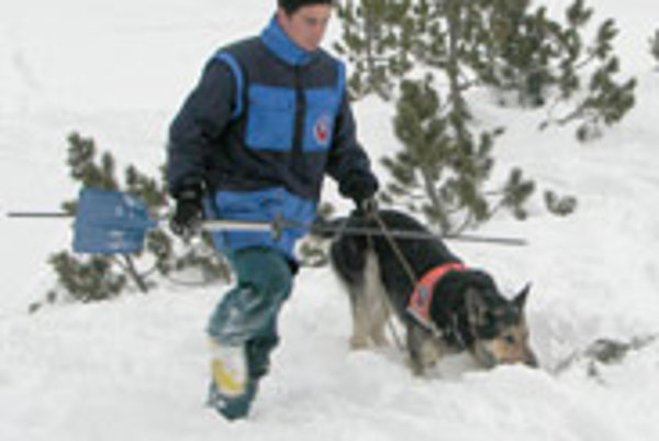 Avalanche rescue dog, illustrative stock photo