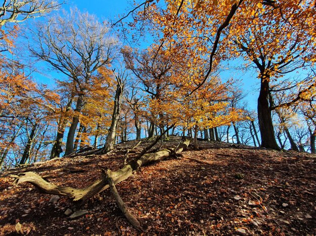 The primeval forest on the Zámok hill.