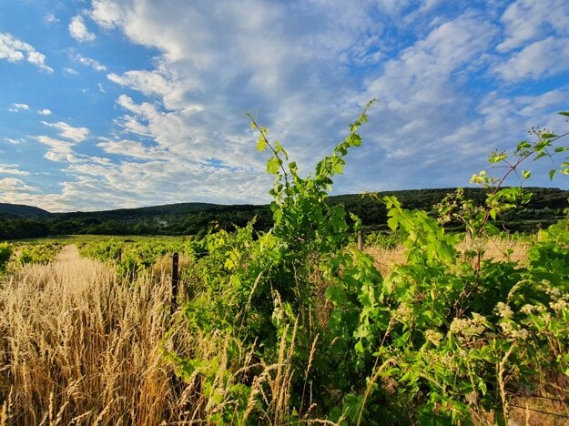 Plenty of vineyards in Bratislava are abandoned.  