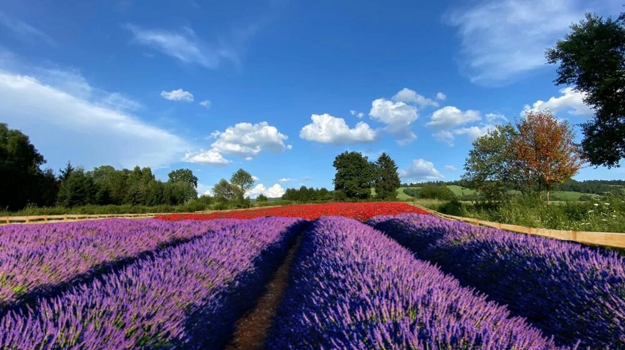 A meadow full of flowers in the Kysuce region.