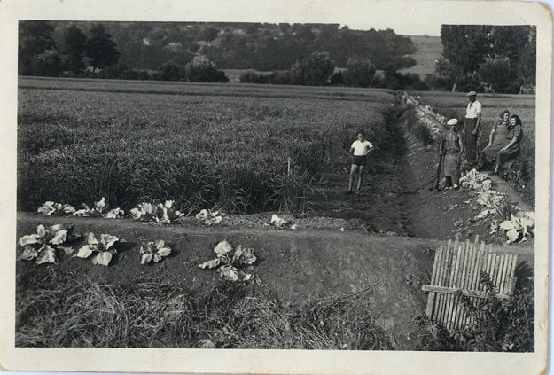 In the dikes, cabbage was planted