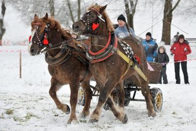 Draught horses, Bytča