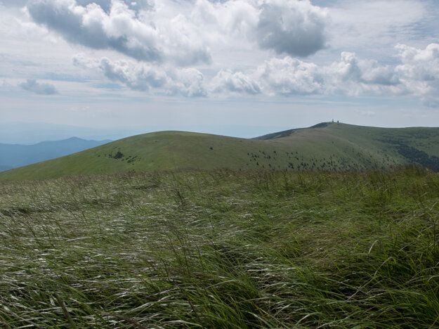 The grass, twisted by the wind, looked like a sea.
