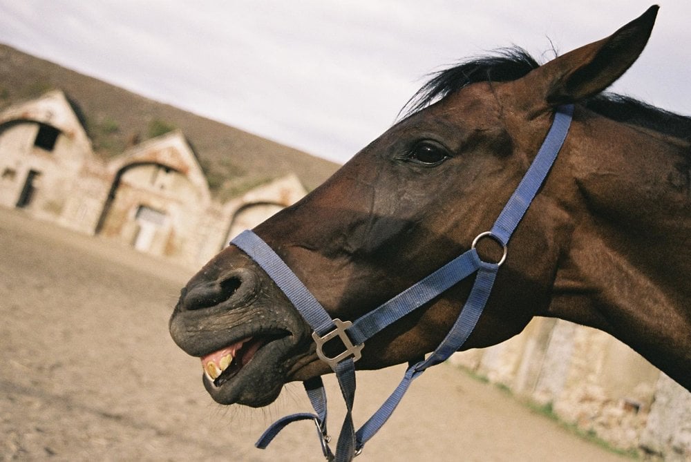 Horses can laugh, too.