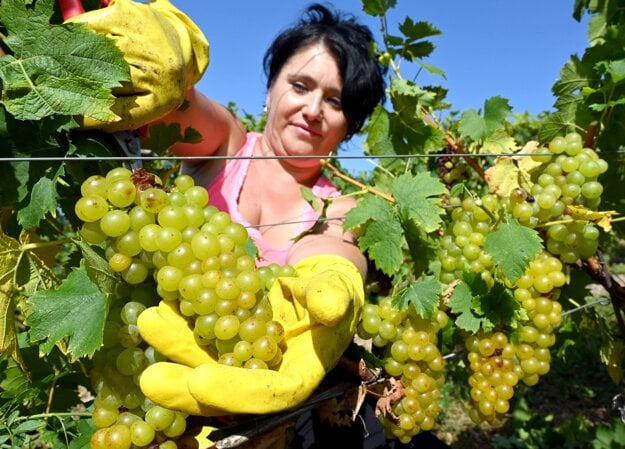 The picking of grapevine in Malá Tŕňa in the Tokaj wine region has started on September 22.