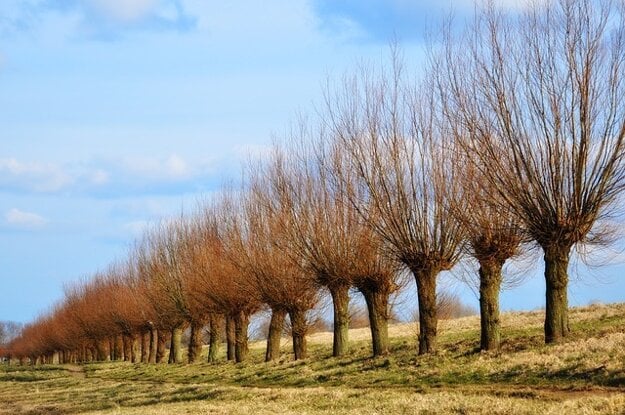 Pollard trees.