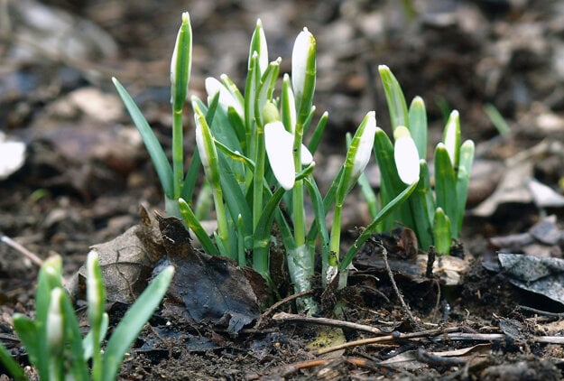 Snowdrops in Bratislava