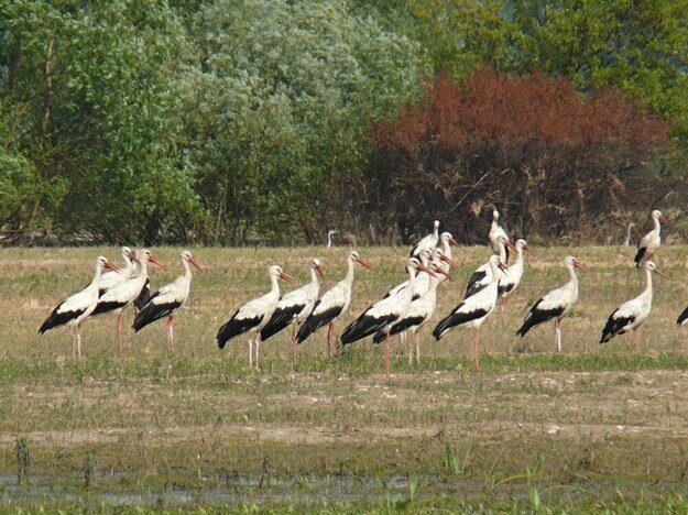 Medzibodrožie, eastern Slovakia, has been a protected bird area since 2008.