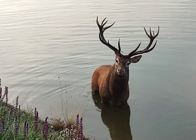 Last Saturday, September 17, fire fighters in Trenčín saved a stag from a canal which is part of the River Váh. The male deer could not jump out of the water due to the steep concrete slope of the riverbed.