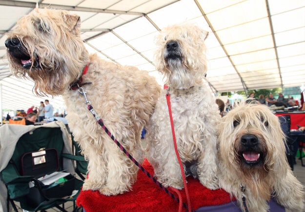 Dog show, illustrative stock photo.