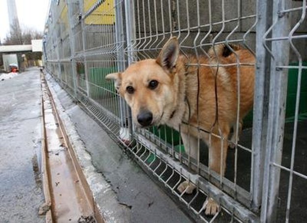 Quarantine in the Zvolen shelter