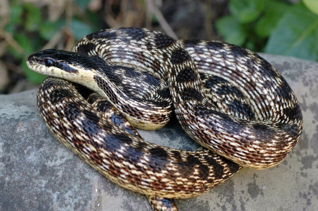 Comenius University scientists discover a new species of snake ...