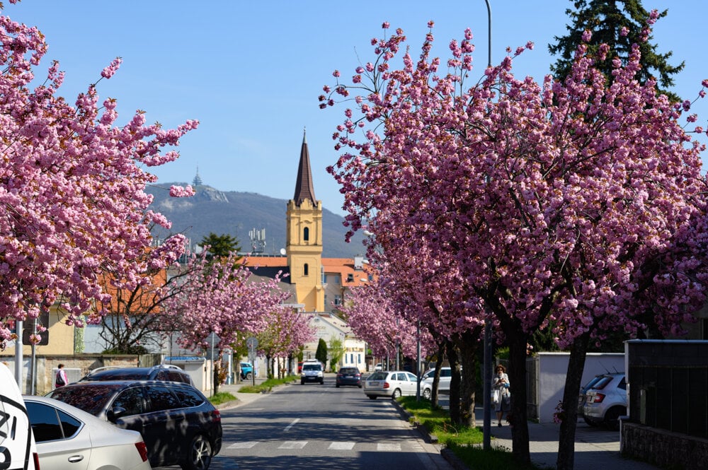 Japanese cherry trees in bloom decorate the streets of Nitra.