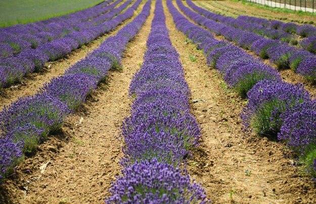 People can visit a farm in Zbehy, near Nitra,this weekend to self-pick lavender.
