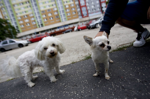Dogs are frequent inhabitants of housing estates. Illutsrative stock photo