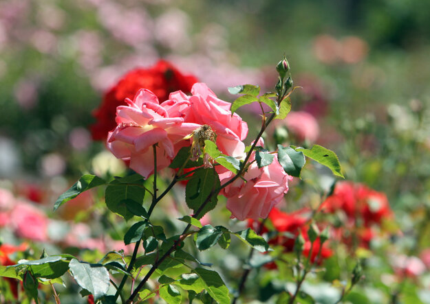 Music Festival and the Festival of Roses 2016, illustrative stock photo.