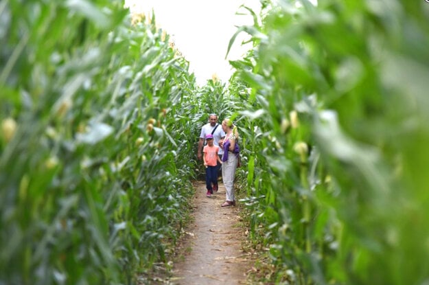 Corn labyrint in Vlčkovce