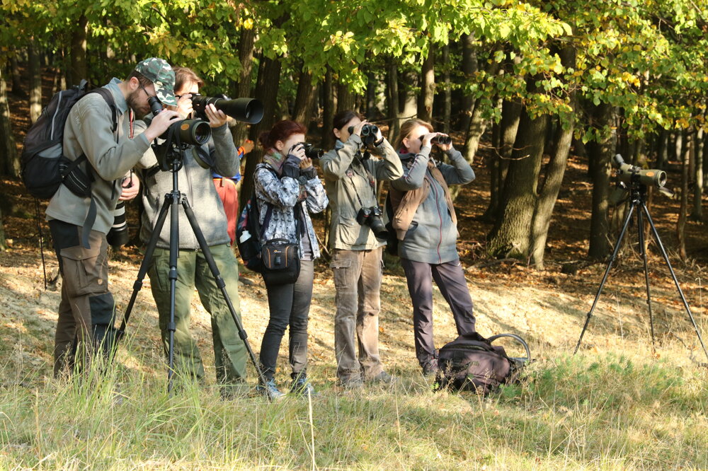 Tourists observe the fallow deer in Slovakia.