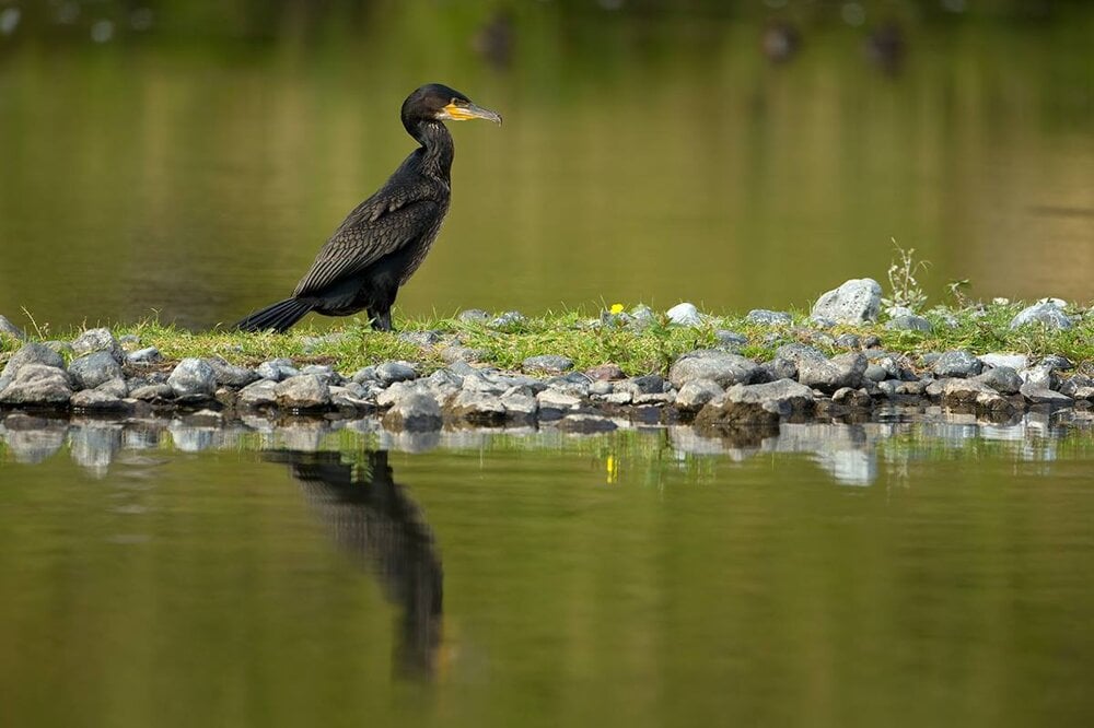 The little cormorants is spotted in Slovakia