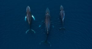 Humpback whales in Antarctica