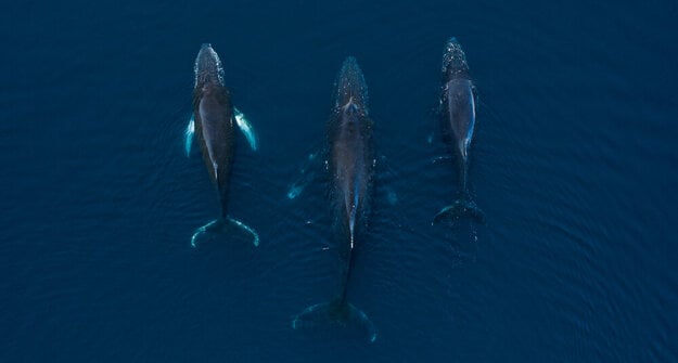 Humpback whales in Antarctica