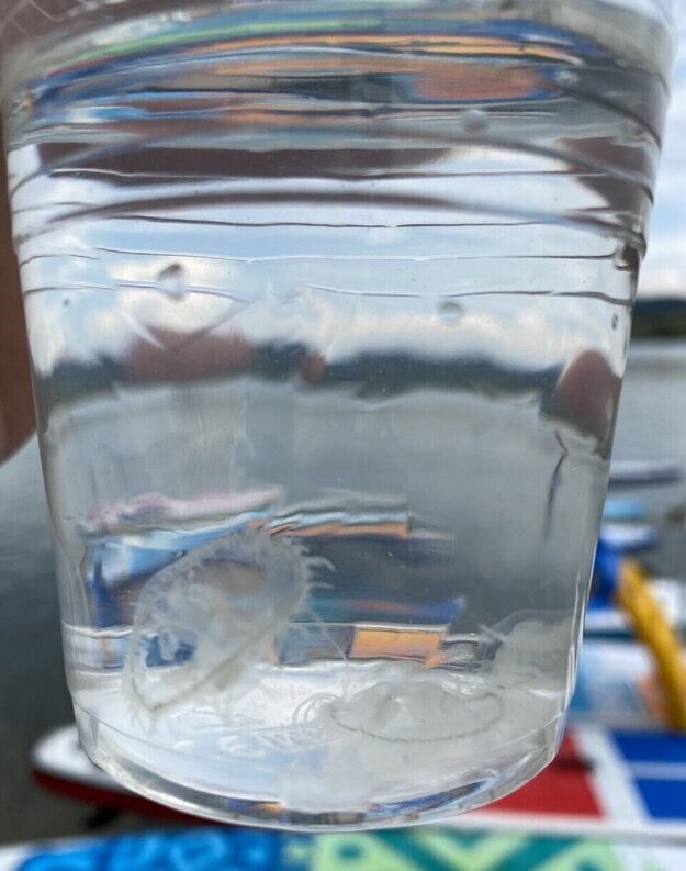 Freshwater jellyfish in Teplý Vrch.