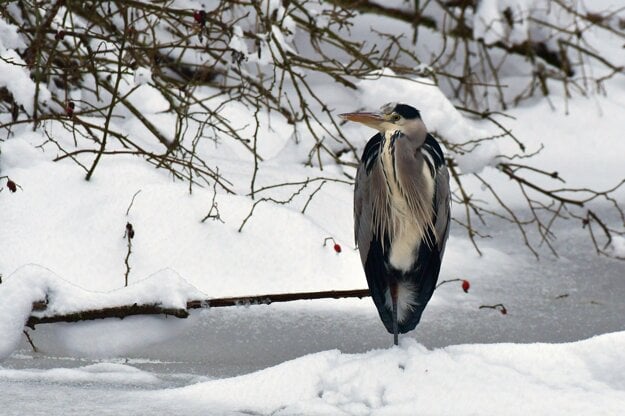 A night heron, a protected bird species, in Žilina on December 26, 2021.