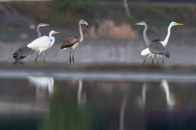 A greater flamingo has been spotted several times around Trnava. As a result, the species has been added to the official fauna of Slovakia.