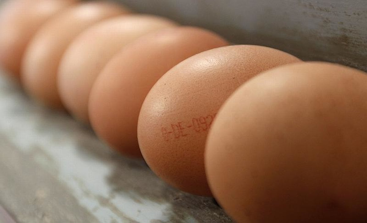 ALERT: 700, 000 potentially contaminated eggs in United Kingdom food chain ALERT: 700, 000 potentially contaminated eggs in United Kingdom food chain