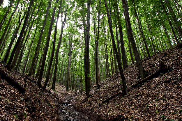Forests in the Little Carpathians